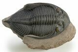 Gorgeous Zlichovaspis Trilobite - Orange Eyes #312784-3